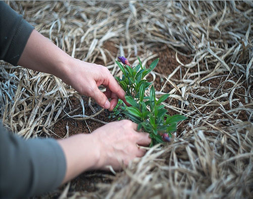 Planting-Flowers