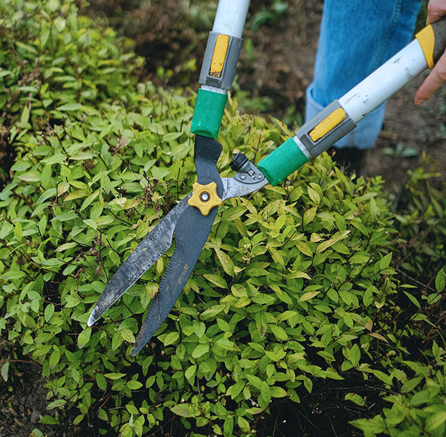 pruning-shrubs